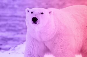 Read more about the article The story of a woman and a hungry polar bear